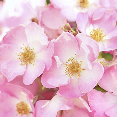 Weleda Wild Rose 24h Deodorant Spray 6
