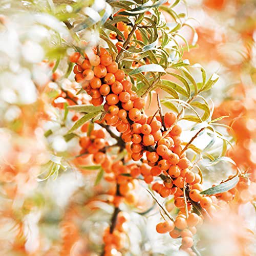 Weleda Sea Buckthorn 24H Roll-On Deodorant 3
