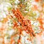 Weleda Body and Beauty Oil Thumbnail 5