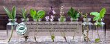 Kneipp 6 Piece Herbal Bath Oil Set Thumbnail 5