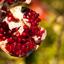 Weleda Regenerating Pomegranate Hand Cream Thumbnail 4