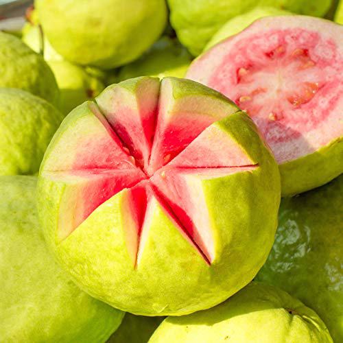Petal Fresh Pure Perfecting Guava Nectar Body Butter 5