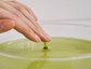 Whamisa Fresh Cactus Bouncy Serum Thumbnail 5