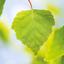 Weleda Birch Cellulite Body Oil Thumbnail 5