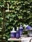 Urtekram Purple Lavender Shampoo Thumbnail 3
