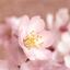 Weleda Soothing Sensitive Skin Almond Hand Cream Thumbnail 5