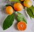 NATUREWELL Vitamin C Brightening Moisture Cream Thumbnail 7