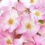 Weleda Renewing Face Lotion Thumbnail 6